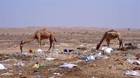 'It's a slow death': Camels are dying with masses of plastic in their bellies, study finds | CBC ...