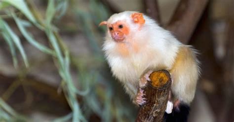 small monkey pet breeds - Tamiko Marquez