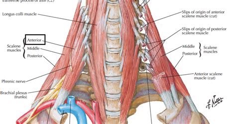 Head and Neck Anatomy: Scalene Muscles