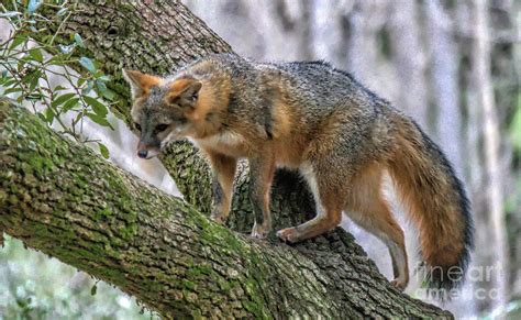 Fox Climbing A Tree Photograph by Paulette Thomas - Pixels