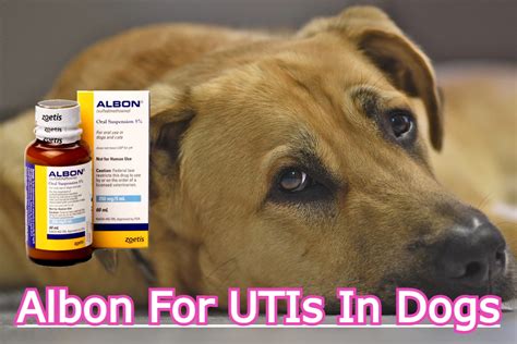 Albon Treatment For Urinary Tract Infections (UTIs) In Dogs