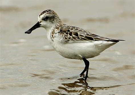 Endangered Animals: Snow billed Sandpiper