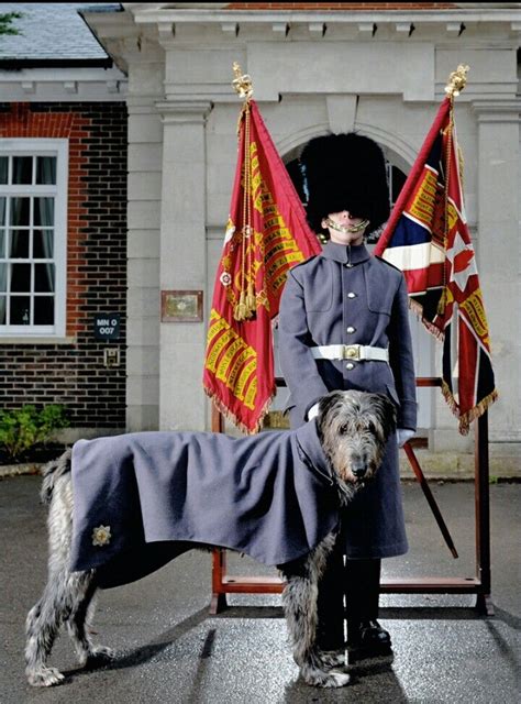 Irish Guards | Wolfhound, Irish wolfhound, British army uniform