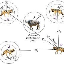 Hunting strategy Grey wolves tend to encircle the prey before hunting ...