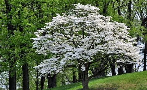 North Carolina State Flower | Dogwood trees, Flowering trees, Online plant nursery