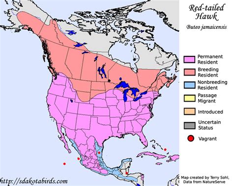 Red-tailed Hawk - Species Range Map