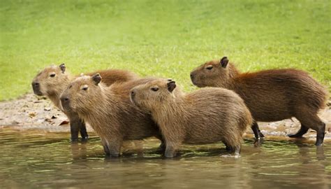 Capybara - A-Z Animals