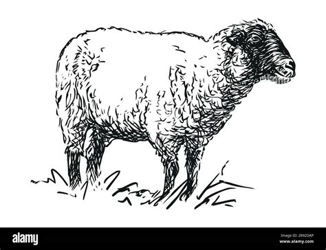 sheep - farm animal, hand drawn black and white vector illustration ...