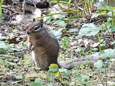 Wildlife Around Las Vegas, Siskiyou Chipmunk (Neotamias siskiyou)