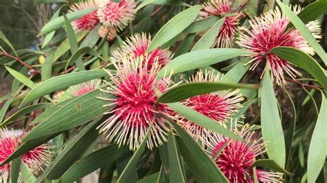 Hakea Laurina: The Pincushion Flower | Lawn.com.au