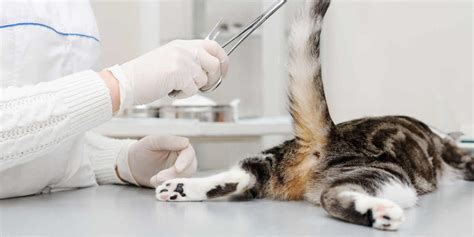 Cat Bleeding From the Anus: Causes Treatment - Cats.com