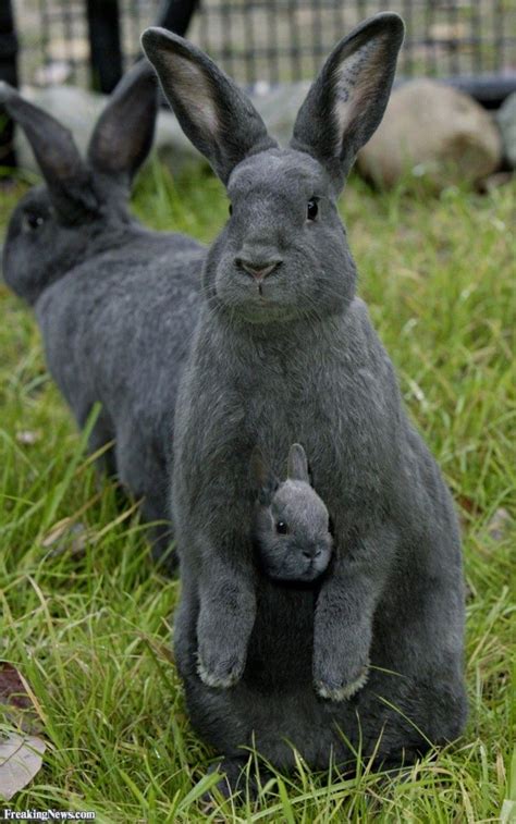 Dazzling rabbit | Silver fox rabbit, Cute animals, Baby animals