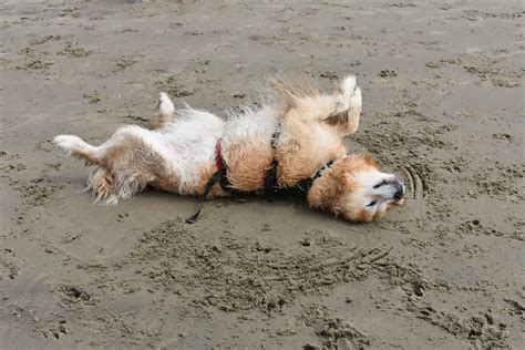 Saugeen Shores To Revisit Rules For Dogs On Beaches | Bayshore Broadcasting News Centre