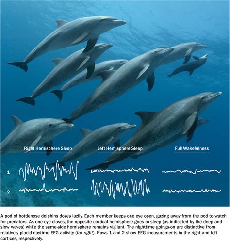 Sleeping with Half a Brain | Scientific American