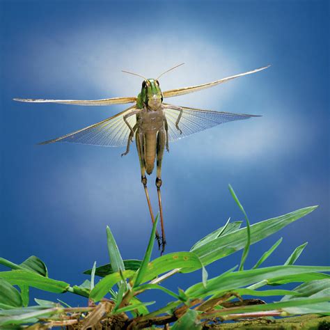 Migratory Locust Flying Photograph by Satoshi Kuribayashi