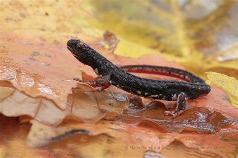 Spectacled salamander | Amphibians, Salamander, Marine mammals