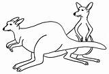 Free Printable Kangaroo Coloring Pages For Kids sketch template