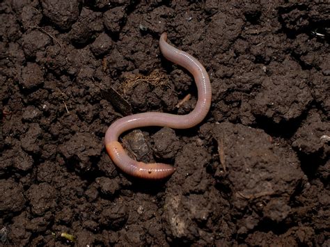 How do worms move through hard soil, and how far can ants see? | The ...