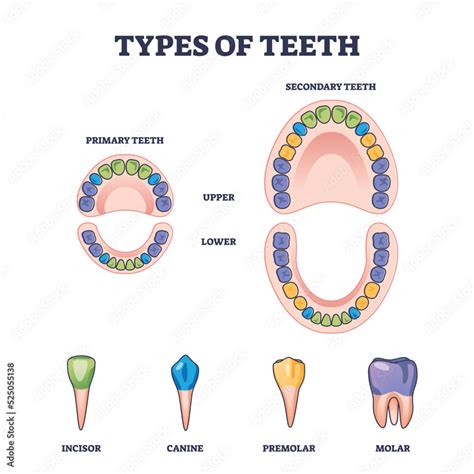 Types of teeth with primary and secondary tooth division outline diagram. Labeled educational ...