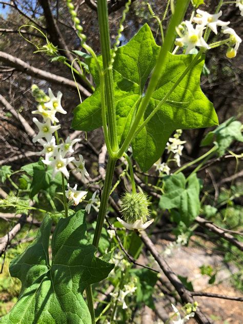 Wild Cucumber blooming | We saw this Wild Cucumber (Echinocy… | Flickr