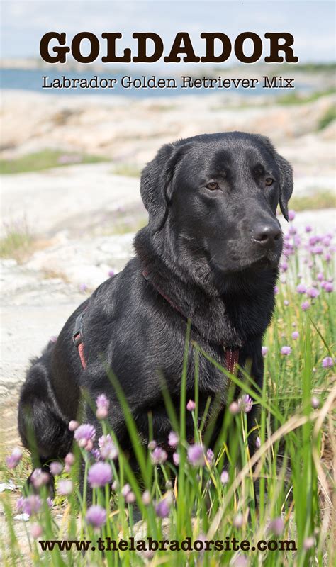 88+ Golden Retriever And Black Lab Mix Puppies - l2sanpiero