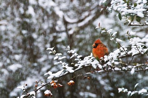 Red Jay Bird Trees · Free photo on Pixabay