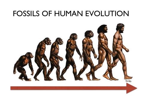 Evolution of Man