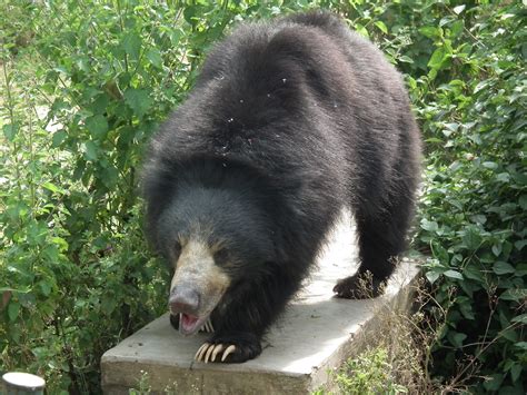 Common sloth bear – Bear Conservation