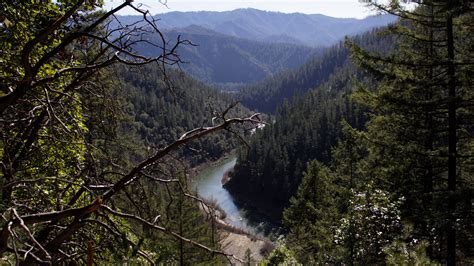 Klamath National Forest's rare trees, species threatened by wildfire