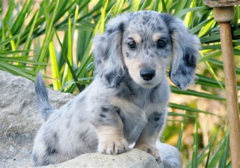 Sterling, black & cream Dapple long haired mini Dachshund. | Dachshund breed, Dapple dachshund ...