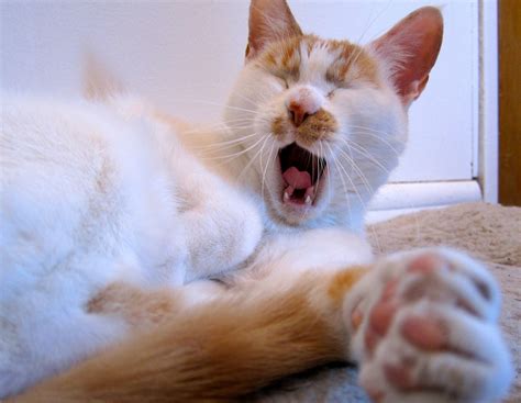 Cute yawning cat | Ozzi Cat. Australian National Cat Magazine & Cat Behaviour Consulting ...