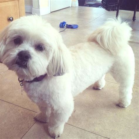 Lhasa apso with a haircut | Lhasa Apso Pups | Pinterest | My boys, My goals and Summer