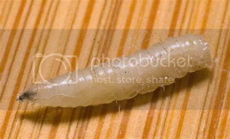 Termite: Maggots Vs Termite Larvae