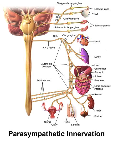 Parasympathetic Nervous System - StoryMD