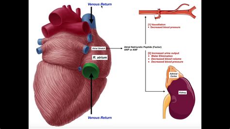 Release & Functions of Atrial Natriuretic Peptide [ANP] - YouTube