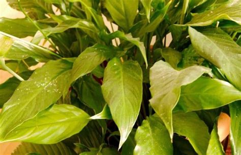 Peace Lily Yellow Leaves (Causes And Fixes) - Gardening Tips And Tricks