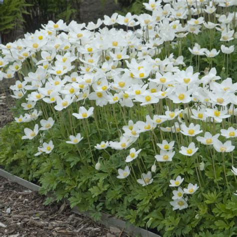 Anemone sylvestris | Perennial Resource