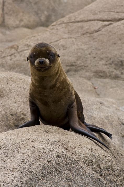 Sea Lion baby | a baby sea lion at the Bronx Zoo | Evan | Flickr