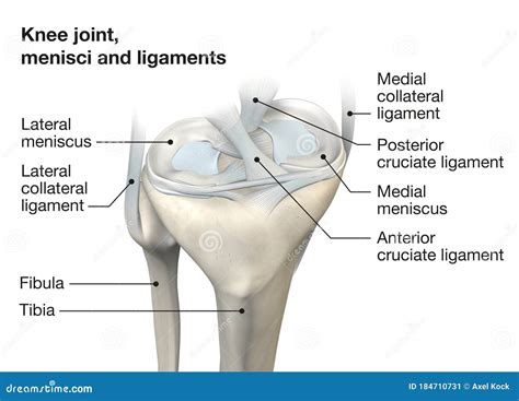 The Knee Joint Anatomy