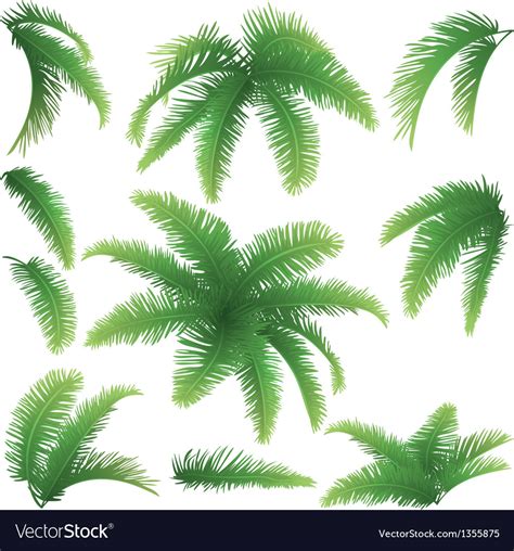 Branches palm trees Royalty Free Vector Image - VectorStock