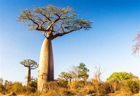 Baobab - Aduna and Africa's Gem | A Blackbird's Epiphany - UK Women's Fitness and Fantasy ...