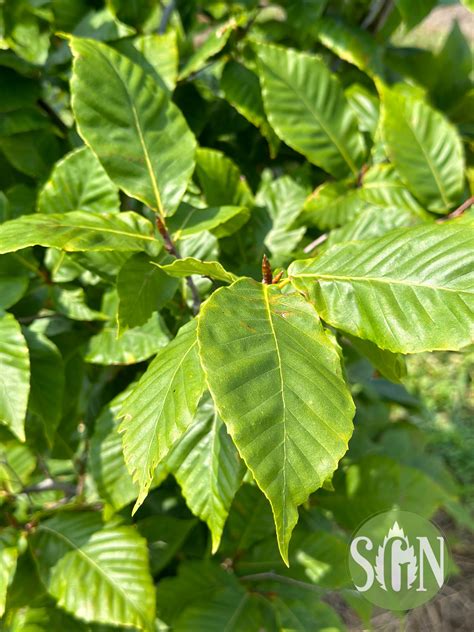 Fagus grandiflora - Spring Grove Nursery