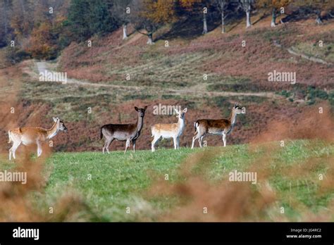 Deer - Margam Country Park Stock Photo - Alamy