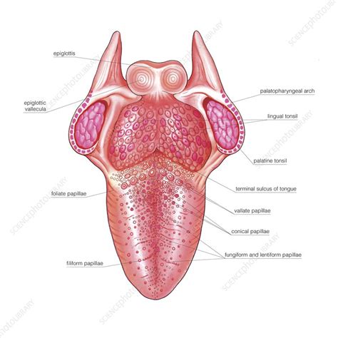 Sulcus Terminalis Tongue