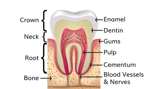 Q: What Are The Different Parts Of The Tooth? | Dental Image Therapy Centres