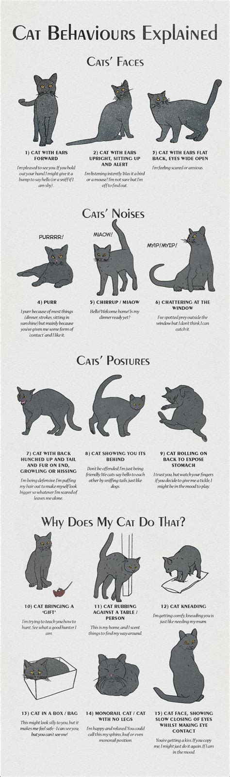 Cat Behavior Explained : r/coolguides