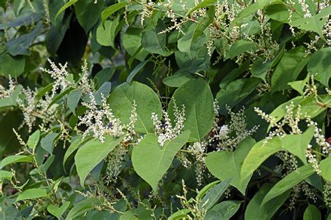 Spotted Japanese Knotweed? Here’s What You Need to Do – GardenAdvice.co.uk