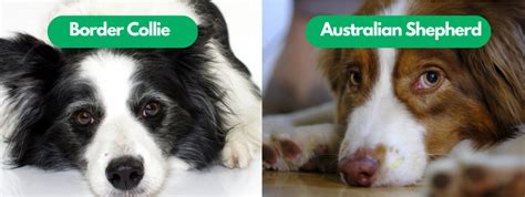 Border Collie vs Australian Shepherd: Unraveling the Similarities and Differences ...