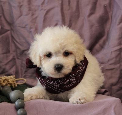 Lexi Female Miniature Poodle | Buy Puppies in Tucson with The Paw Palace