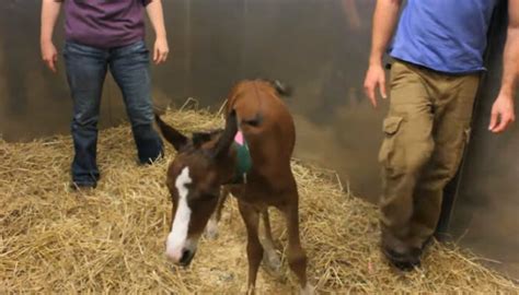 Woman Is Surprised When Horse Gives Birth To Twins – Inner Strength Zone